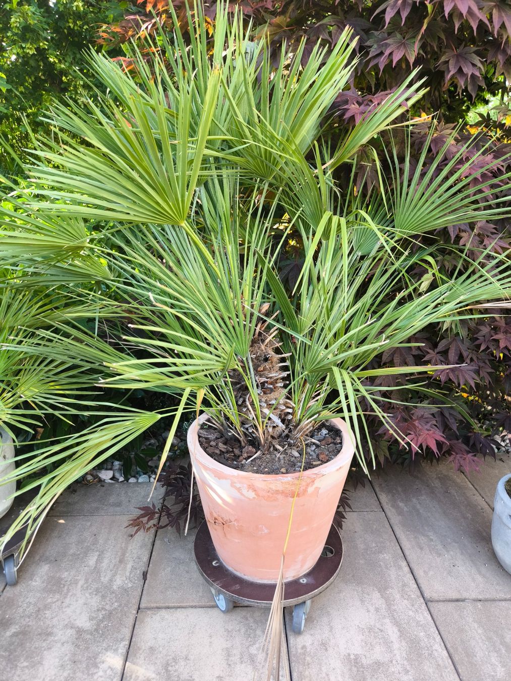 Piante & sementi: Palme inkl. Topf – Usato da Fahrwangen venduto da lea_bgp9