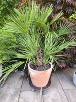 Palme inkl. Topf