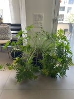 Zimmerpflanze Philodendron im Übertopf Grösse L gebraucht