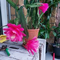 Epiphyllum  Blattkaktus ca 60 cm hoch