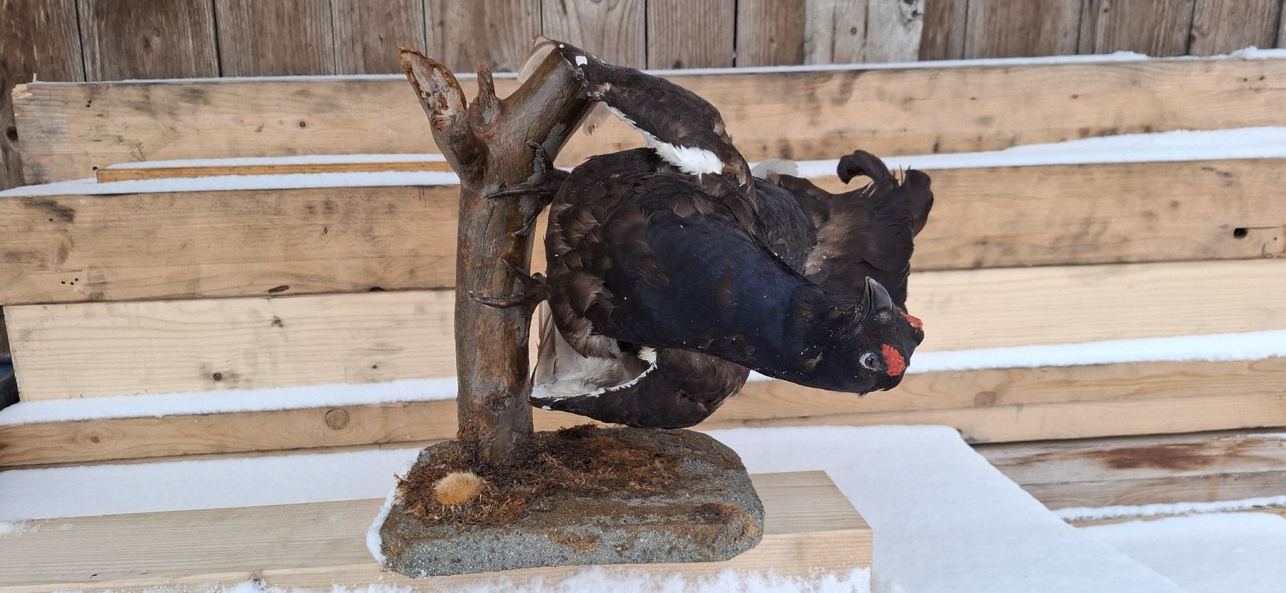 Welt der Tiere: Präparat Birkhahn auf Ast, Jagdtrophäe, Top – Gebraucht aus Buttisholz von REX001
