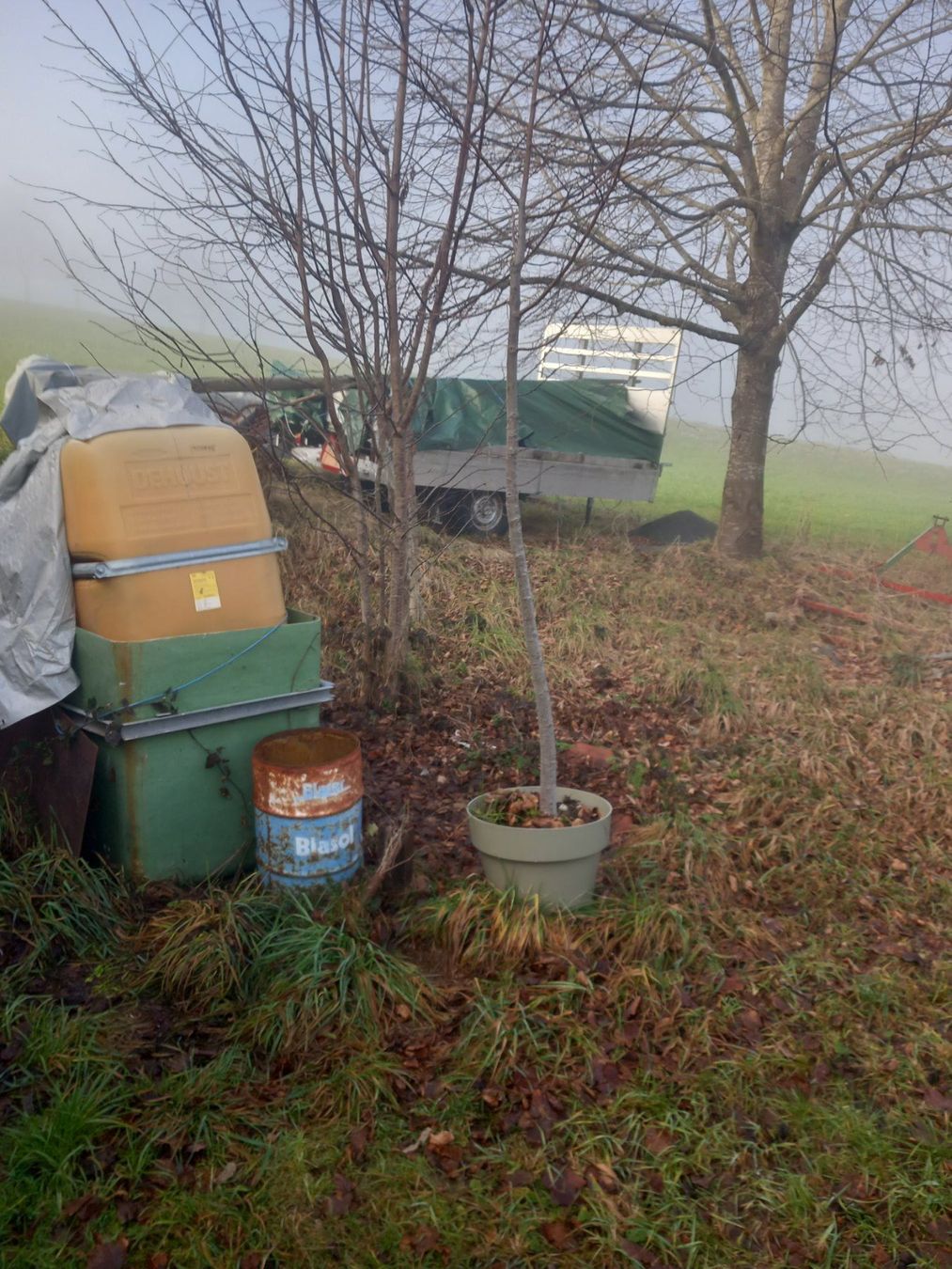 Pflanzen & Samen: Winter Linde im Topf – Gebraucht aus Wolhusen von S.Bucher 2