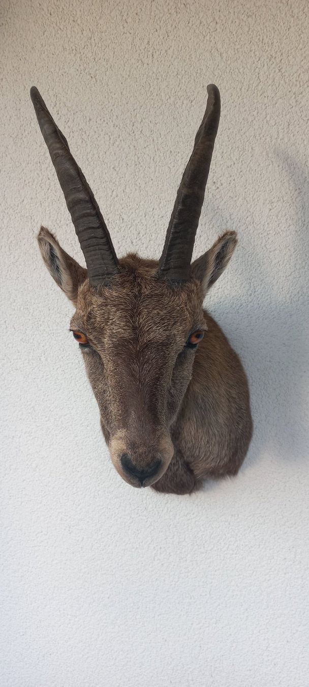 Welt der Tiere: Steinbock /Steingeiss – Neu (gemäss Beschreibung) aus Mollis von Resel1985 5