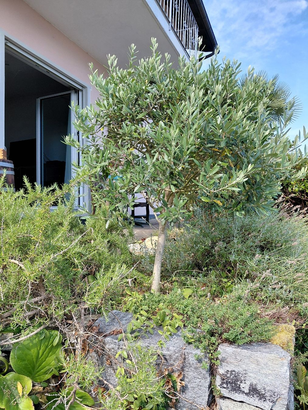 Plantes & graines: Olivenbaum – D'occasion à Effretikon par willy_58 1