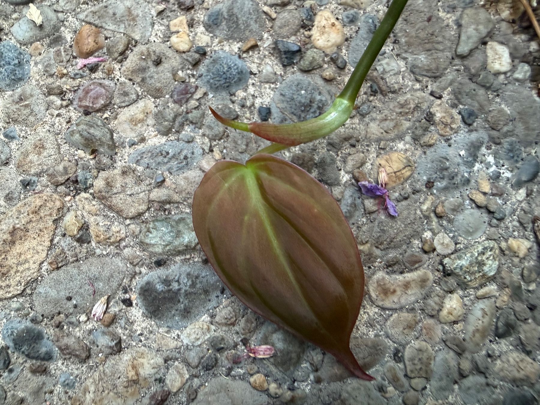 Piante & sementi: Philodendron scandens micans, getopfte Pflanze – Nuovo (secondo la descrizione) da Winterthur venduto da Aniger 5