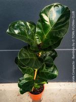 Ficus Lyrata Compacta Bambino - stylisches 120cm Bäumchen