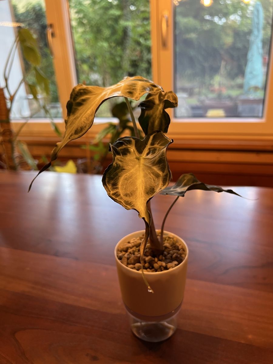 Piante & sementi: Alocasia Venom – Usato da Sternenberg venduto da Coocoo 1