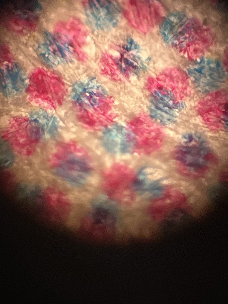 Olympus Microscopi: Olympus Tokyo Mikroskop Durchlicht – Usato da Würenlos venduto da padcall 6