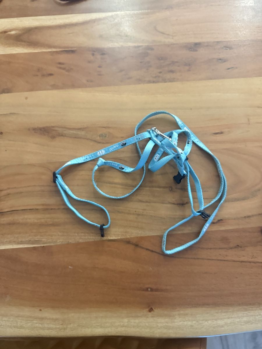 Collier et laisse: Hunde/katze leine – D'occasion à Amriswil par FitmentCompany