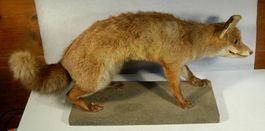 Fuchs Präparat