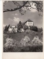Heidegg 1951