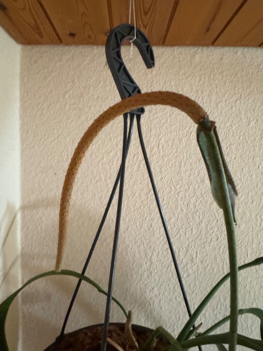 Piante & sementi: Anthurium vittarifolium – Usato da Männedorf venduto da mrclst 4
