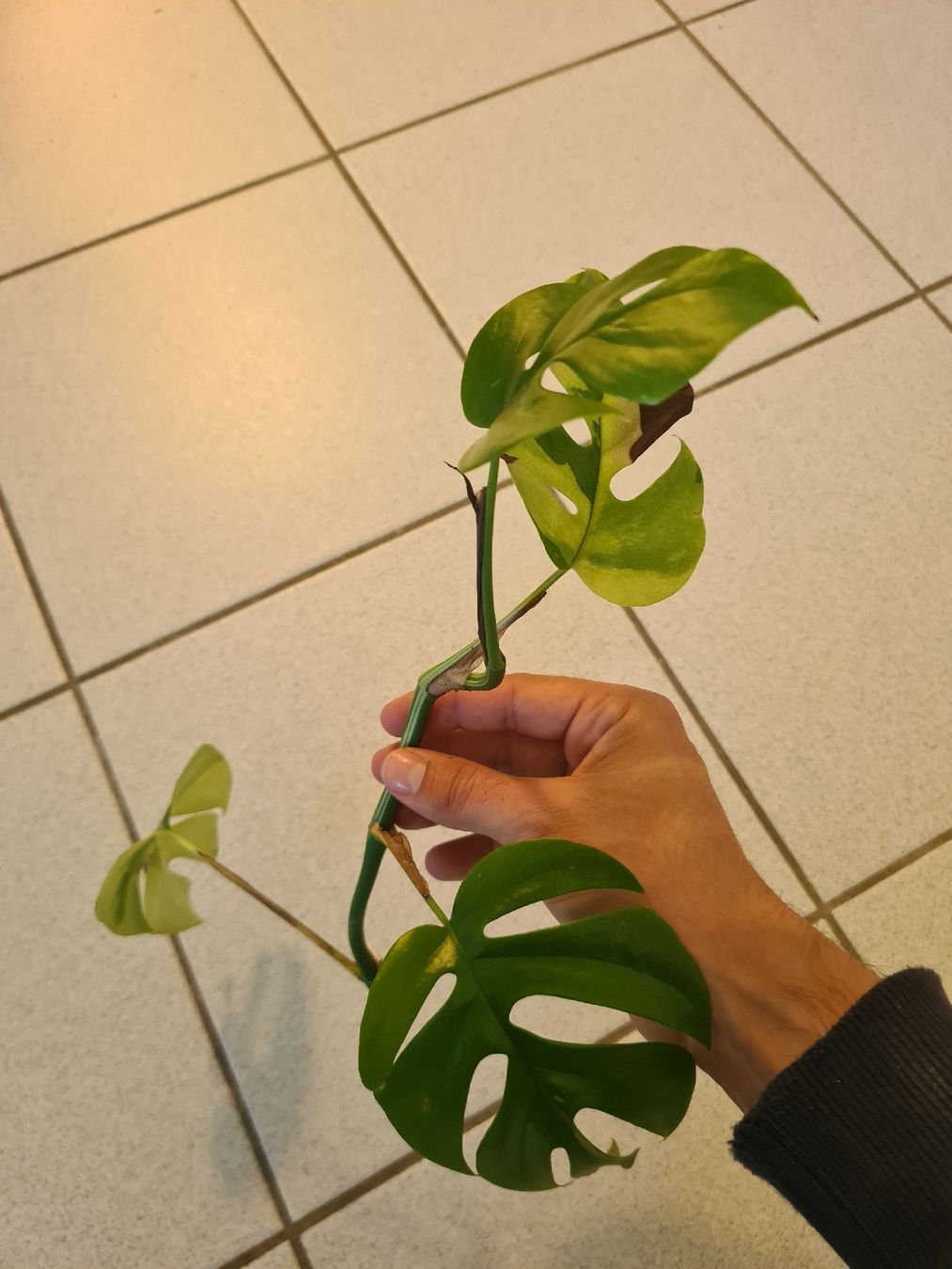 Piante & sementi: Monstera Minima Variegata Kopfsteckling – Usato da Endingen venduto da ale_jjv2