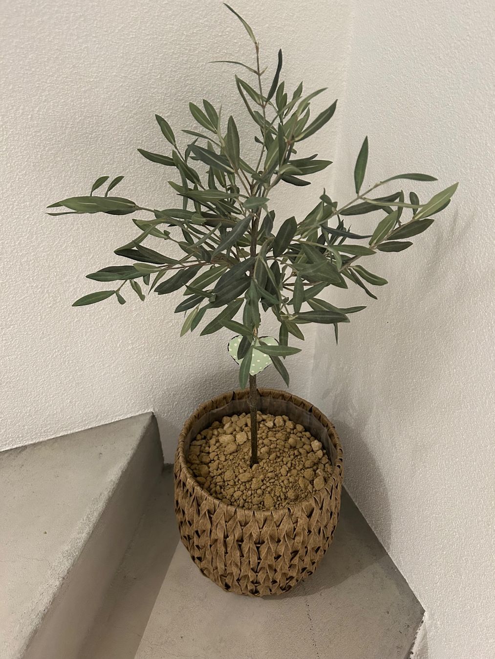 Pflanzen & Samen: Bloomingloft Kunstolivbaum – Neu (gemäss Beschreibung) aus Diegten von ste_pvd5 1