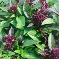 Thai BASILIKUM Siam Queen / ( Ocimum basilicum ) 10 Samen
