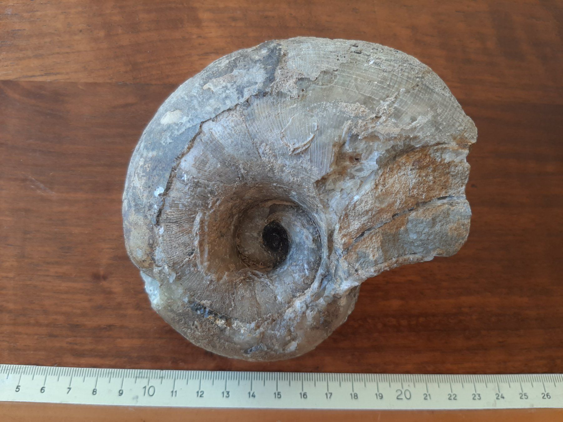Fossili: fossiler Nautilus – Usato da Rickenbach BL venduto da Oktober68