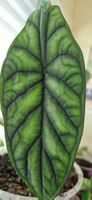 🤩Alocasia Dragon Scale Rhizom 