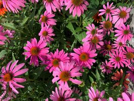 Sonnenhut pink Echinacea purpurea Gartenpflanze 10 cm ø