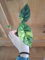Alocasia Sinuata Aurea Variegata
