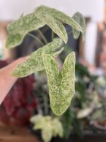 Alocasia Longiloba Mottled rhizome 🪴🌱
