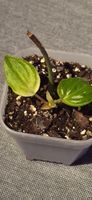 🤩Philodendron Micans Pink Variegata Bewurzelte Babypflanze 
