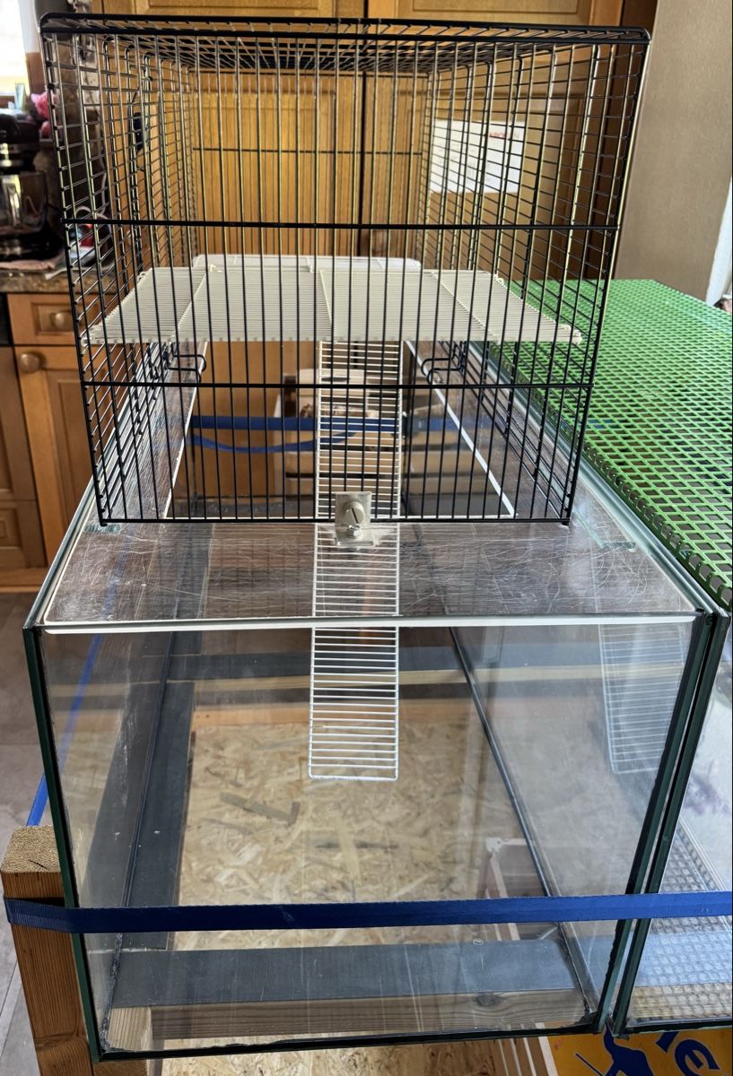 Terrario: Terrarium für Nager – Usato da Mollis venduto da bae_w87t 2