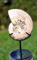 ✨ Ammonit auf Standfuß ✨🐚748g