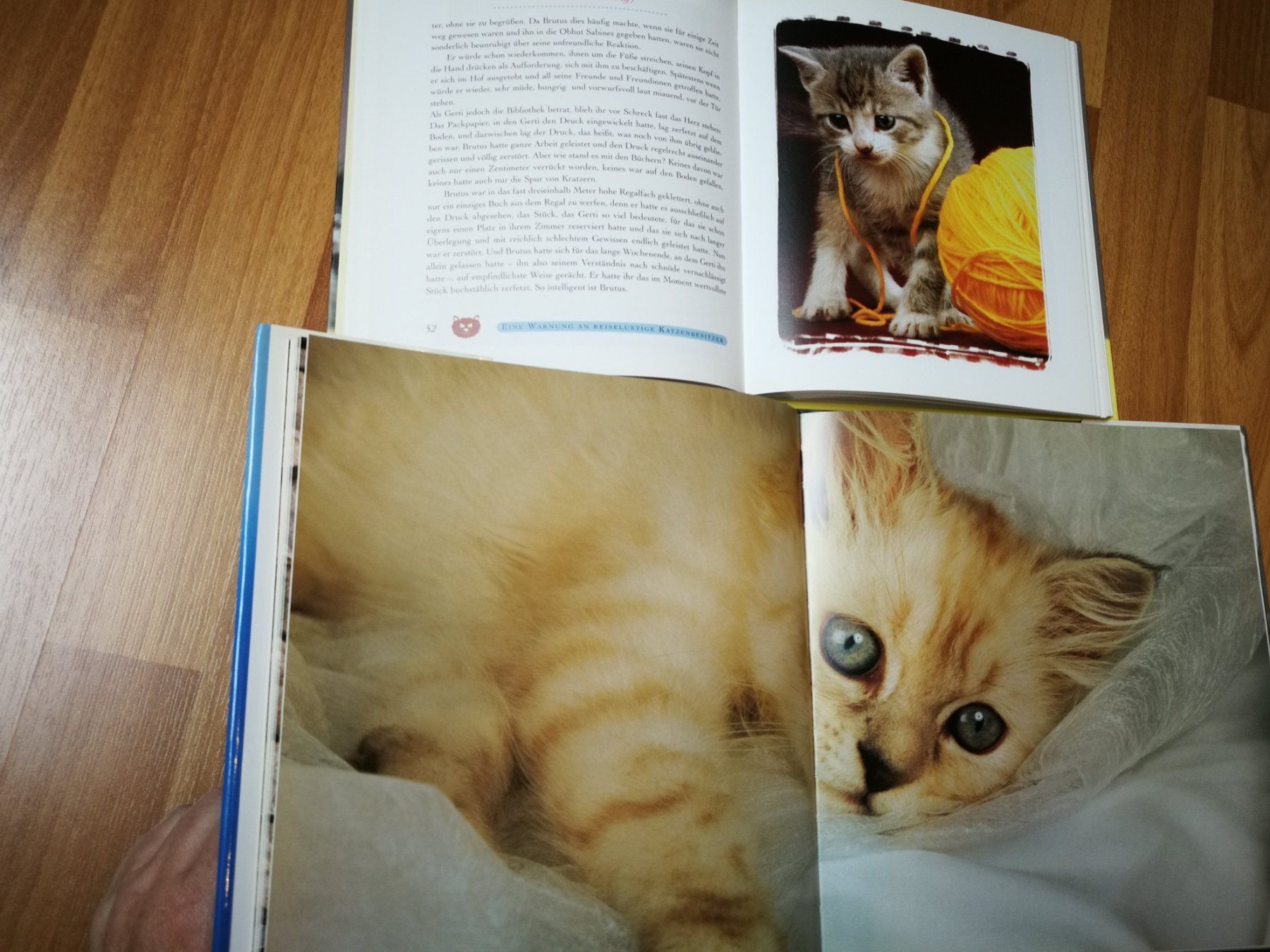 Libri: 2-Teiliges Bücherset mit wunderschönen Katzenbildbänden – Usato da Birrhard venduto da Pry 3