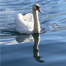 Profile image of Wellness_Pure
