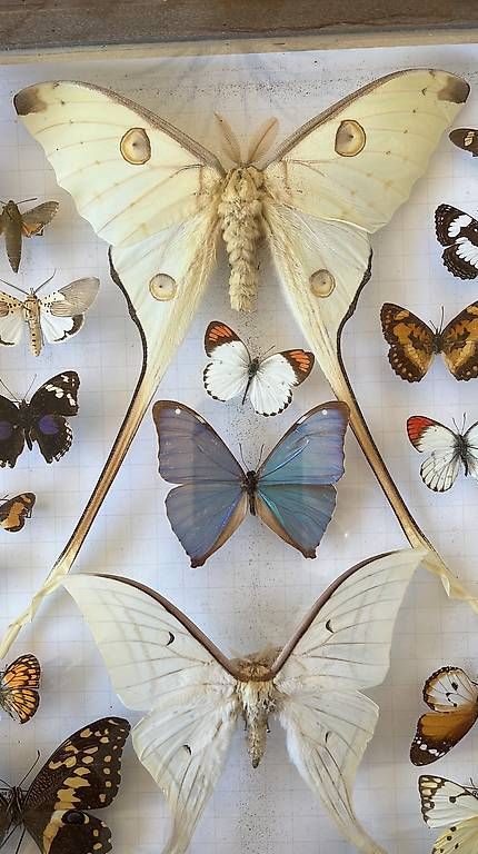 Welt der Tiere: Tableau de papillons – Gebraucht aus Villars-le-Terroir von Sansan82 4