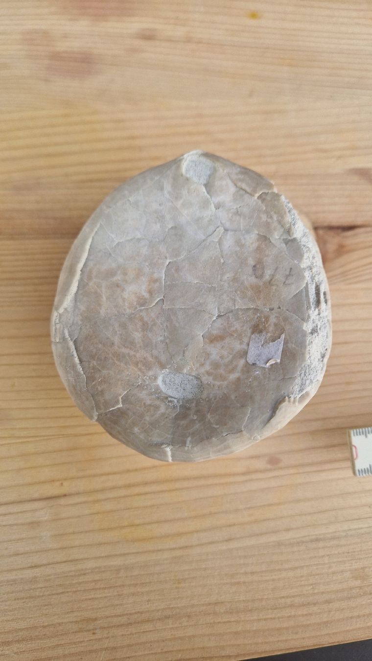 Fossili: Grosser Fossiler Seeigel – Usato da Niederhasli venduto da rehauge01 6