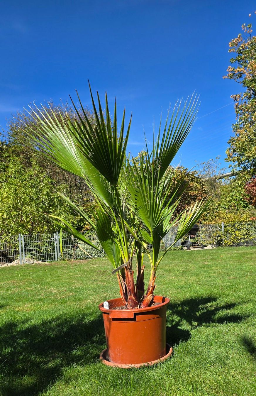 Pflanzen & Samen: Washington robusta Palme – Gebraucht aus Aarburg von popkorn65 5