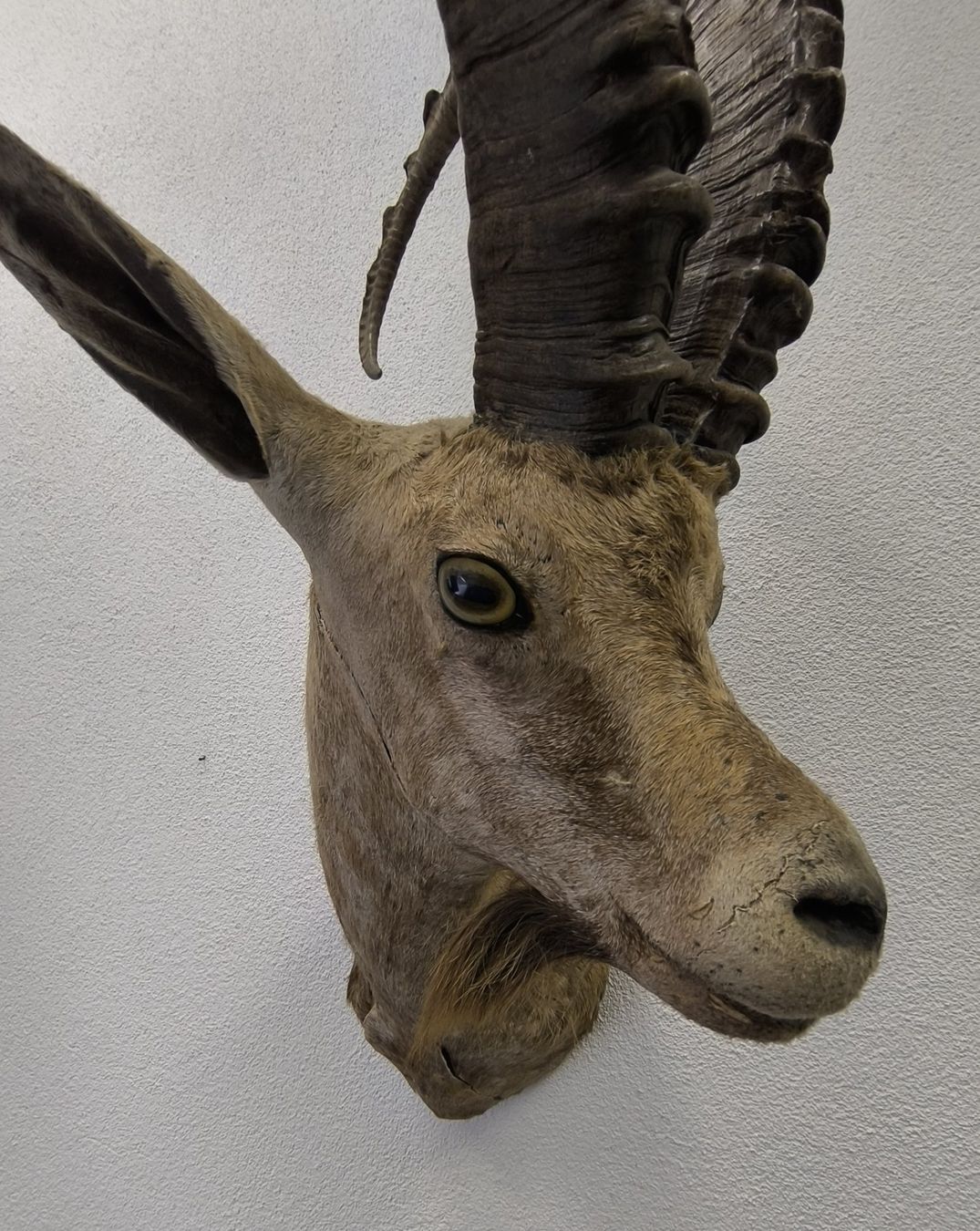 Il mondo degli animali: Steinbock Trophäe – Usato da Rüti ZH venduto da Restwert_Rueti_ZH 2