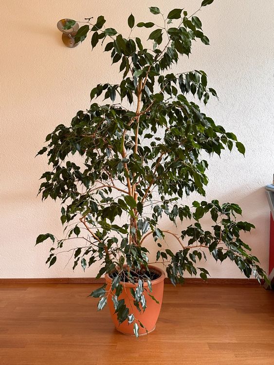 bonsai japanese & thai Ficus microcarpa main image 1
