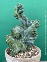 Myrtillocactus Geometrizans Blaue Cristata - blaue Skulptur