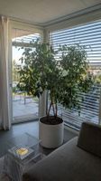 Zimmerpflanze Ficus Benjamina Birkenfeige in edlem Topf