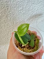 Rhaphidophora hongkongensis – Rooted Young Plant 🌿