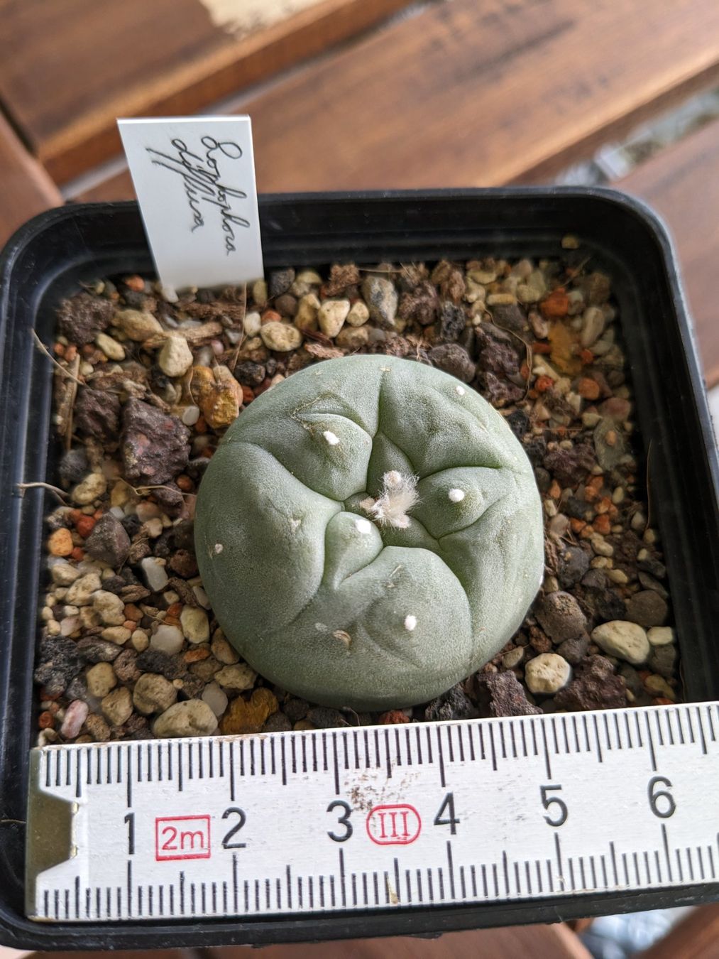 Plantes & graines: Lophophora diffusa – D'occasion à Vuisternens-Romont par  1