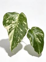 Monstera Deliciosa Albo Variegata