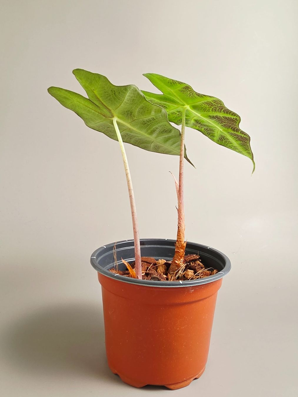 Piante & sementi: Alocasia polly – Nuovo (secondo la descrizione) da Gerolfingen venduto da Azora 2