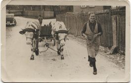 LANDWIRSCHAFT/OCHSEN-FUHRWERK 1930
