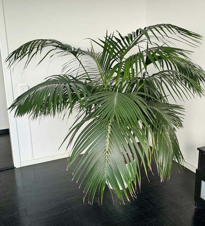 Sehr schne und grosse Kentia Palme, Top Zustand (Gebraucht) in Neuhausen  fr CHF 350  nur Abholung auf Ricardo kaufen