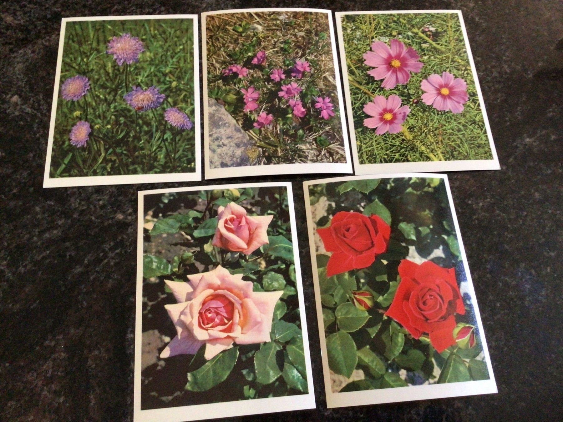 Cartoline postali: 5 antike Postkarten mit Blumenmotiv – Nuovo (secondo la descrizione) da Minusio venduto da scotch111