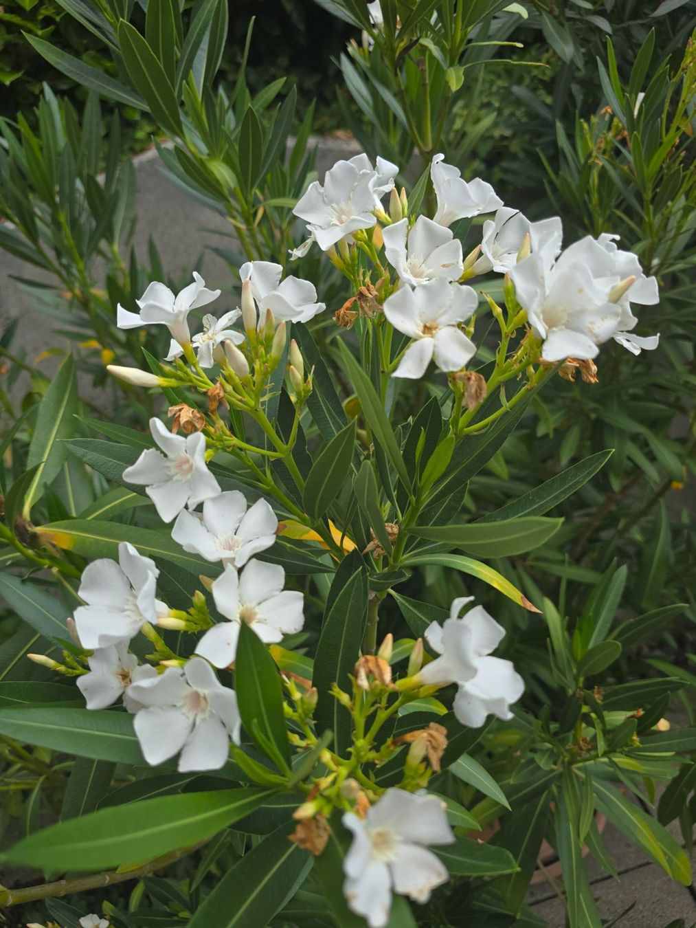 Piante & sementi: Gesunder Oleander ca. 180cm Hoch in Topf – Usato da Bremgarten AG venduto da outdoorlounge 2