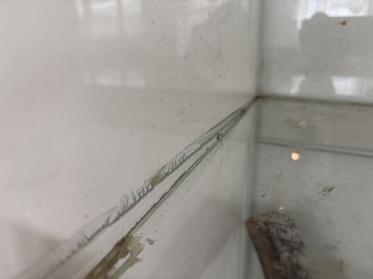 Terrarium: Terrarium – Gebraucht aus lenggenwil von north_vegas 4