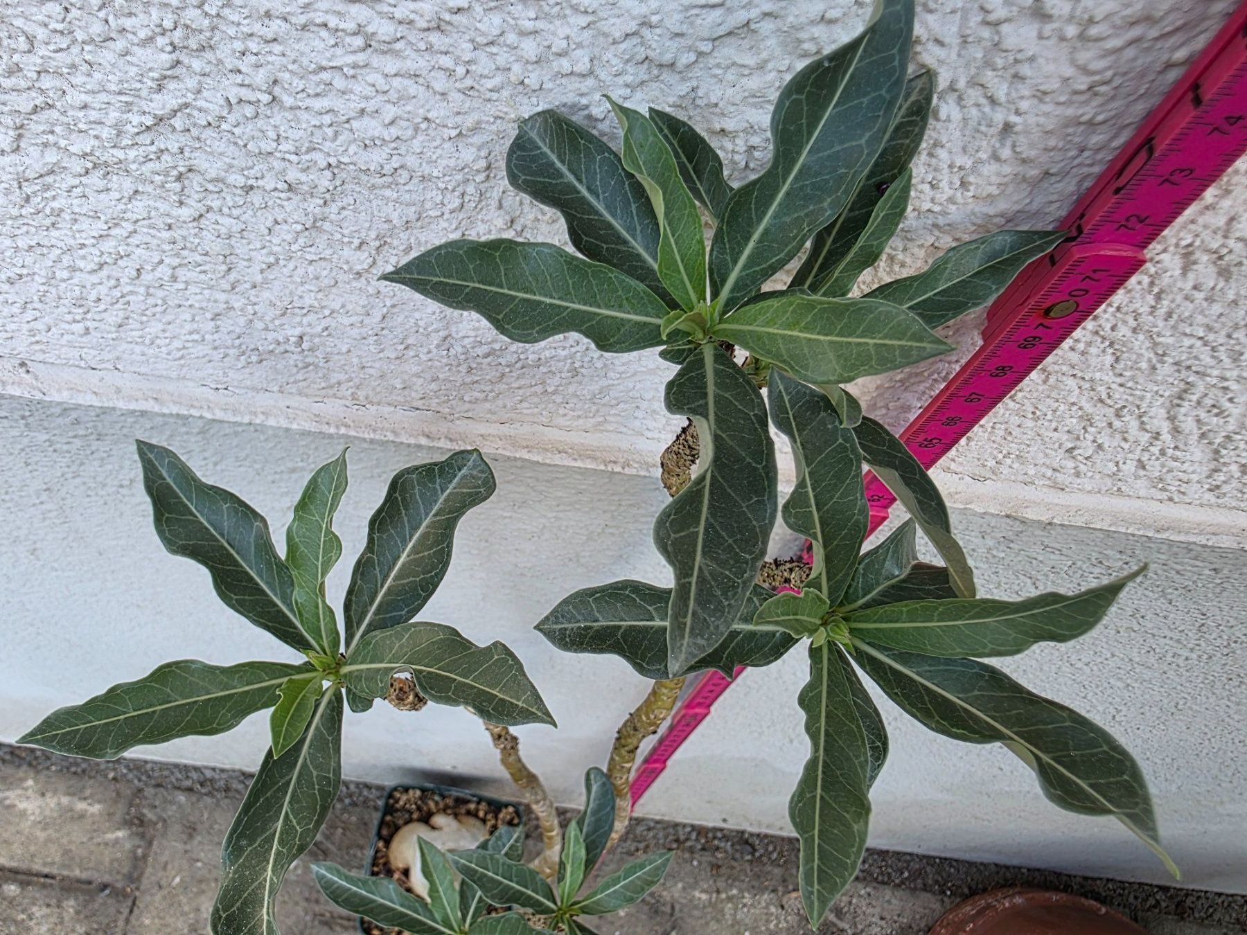 Piante & sementi: Adenium obesum / Wüstenrose – Nuovo (secondo la descrizione) da Thalheim venduto da silvara01 2