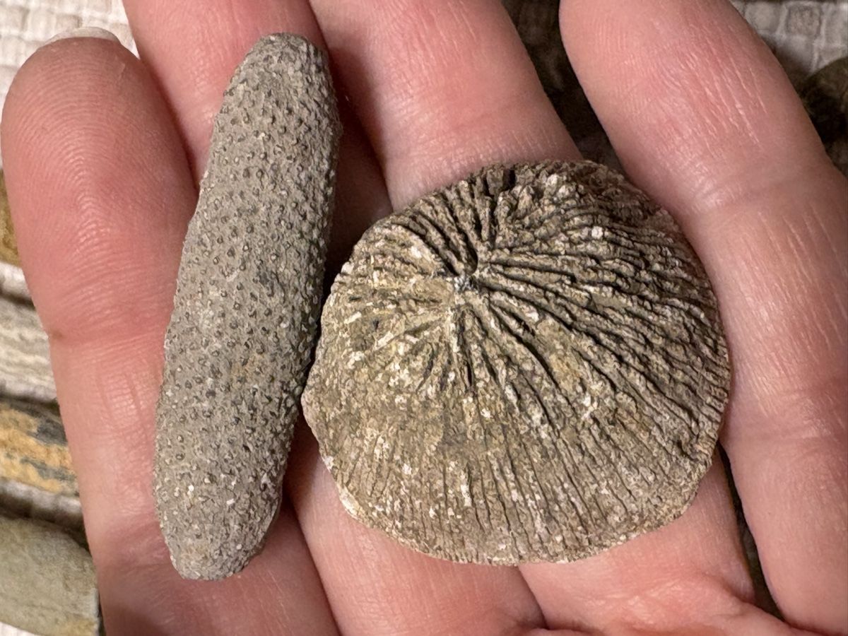 Fossilien: Versteinerung Sammlung – Gebraucht aus Rümlang von euqinom16 4
