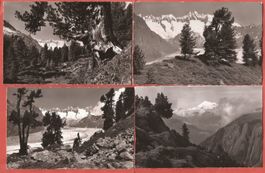 Aletschwald bei Riederalp - 7 Fotokarte Gyger ca. 1945