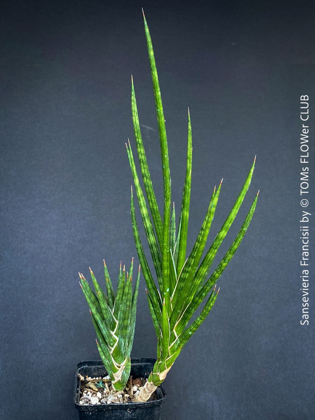 Piante & sementi: Sansevieria Francisii 1+1 - einzigartig schön - oder? – Nuovo e nell'imballaggio originale da Adliswil venduto da astom369 3