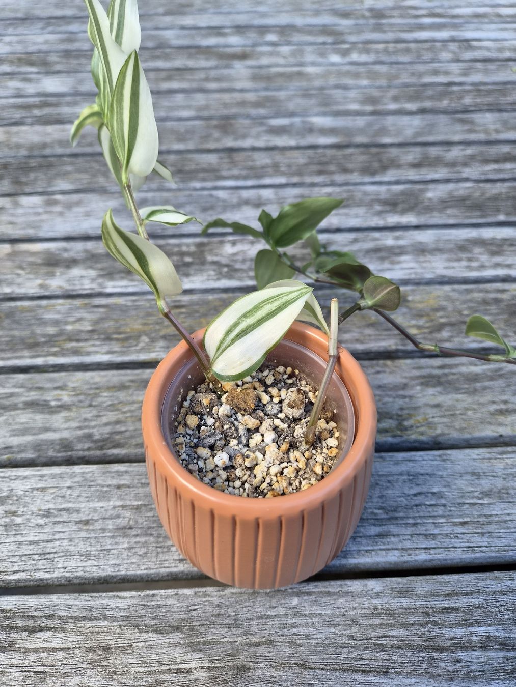 Pflanzen & Samen: Tradescantia Duo – Gebraucht aus Zürich von ebirch_ 7